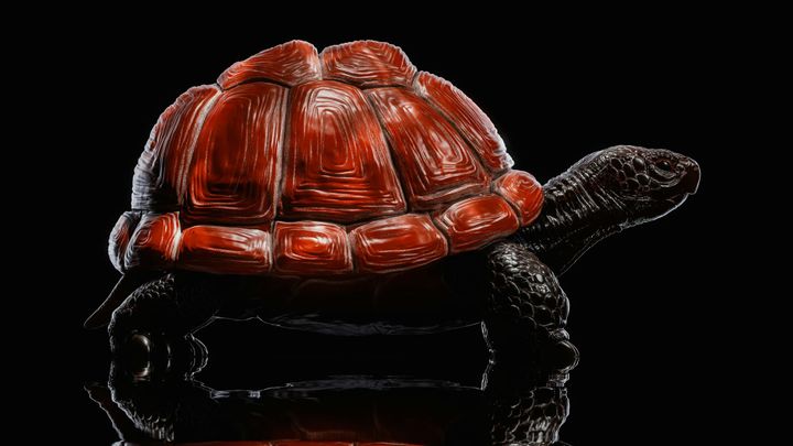 Struck by a Turtle: When Life’s Unexplainable Moments Become an Invitation to God’s Glory