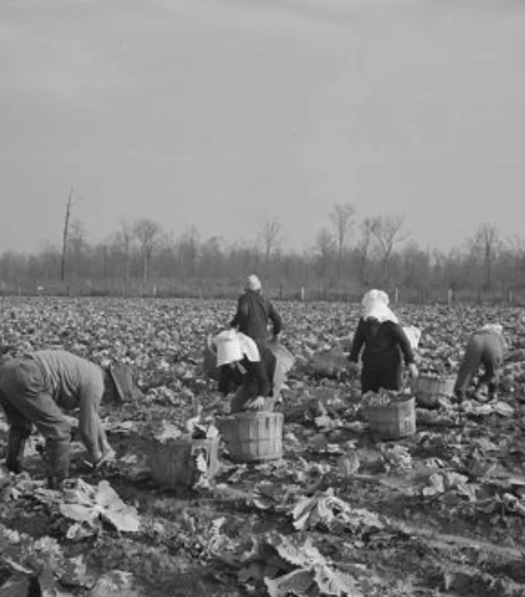 Arkansas History Notecard: WWII Winter Crops in Dermott