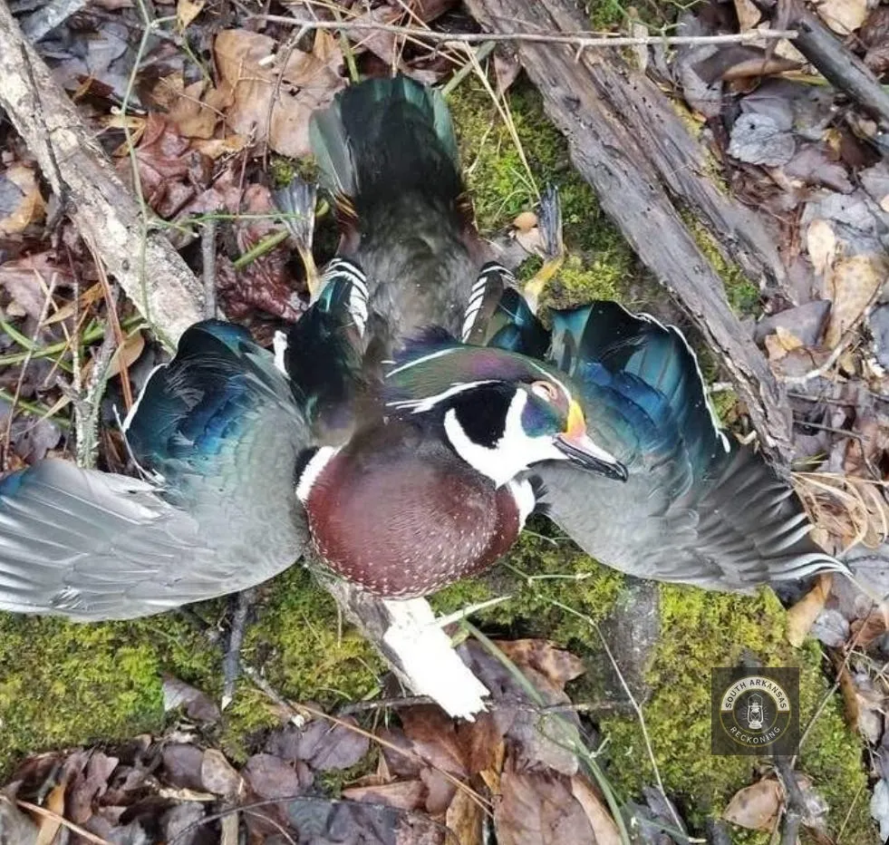 Legislation Authorizing Permanent Electronic Duck Stamp Heads to Biden's Desk