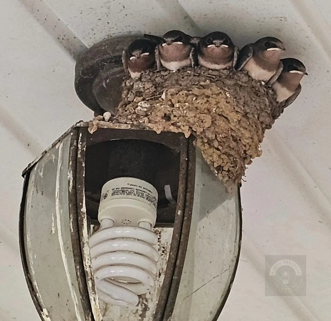 The Porch Swallows