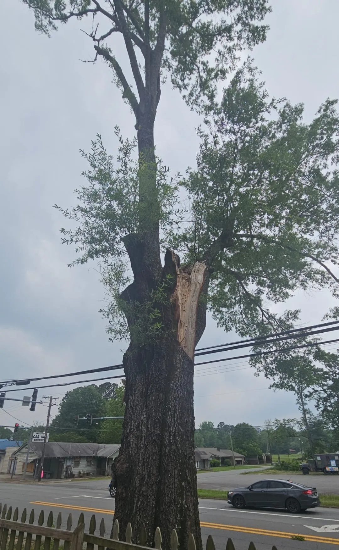 Sheridan Family Pleads For Help Over Dangerous Tree