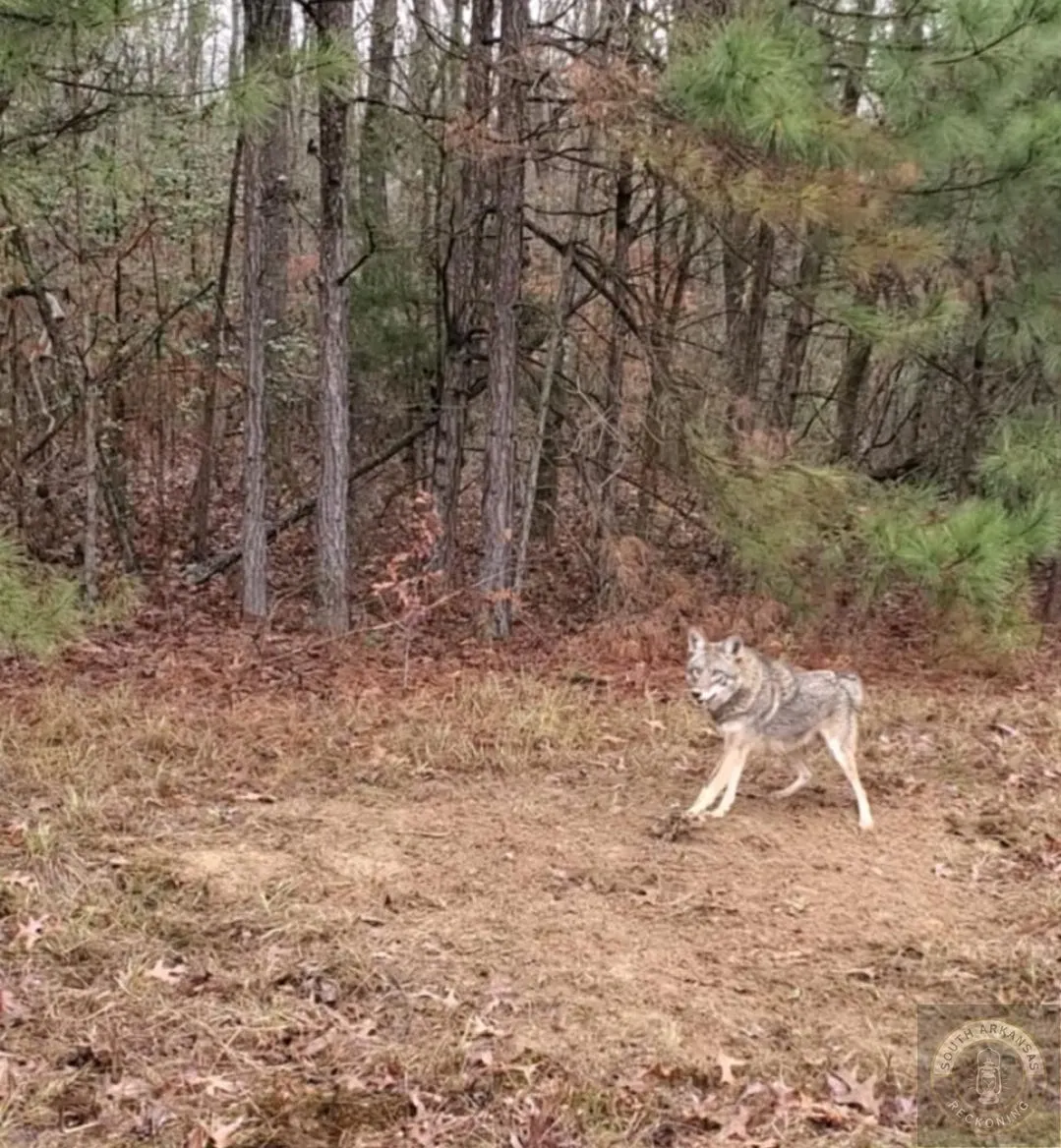 Arkansas' Ultimate Predator: A Trip Down The Trap Line For Coyote