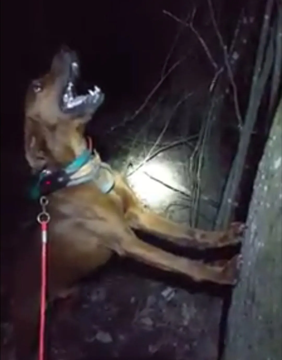 Hunting Raccoon in South Arkansas