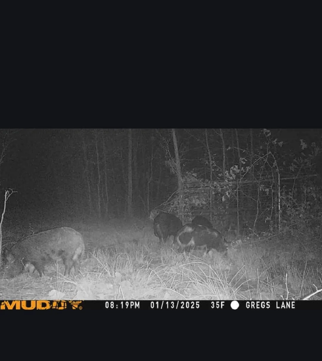 Nature's Grocery Store Is Still Open: Trapping Feral Hogs