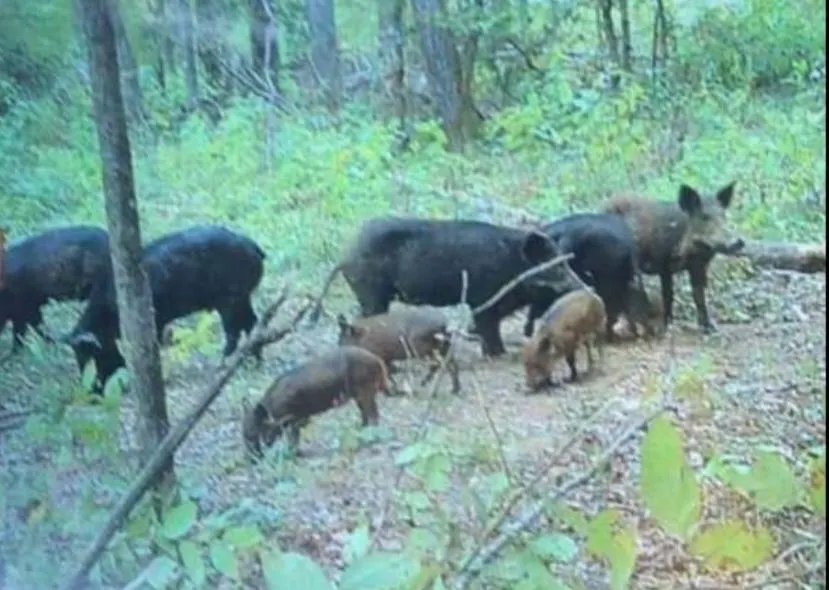 Feral Hogs: A Lesson From Pop