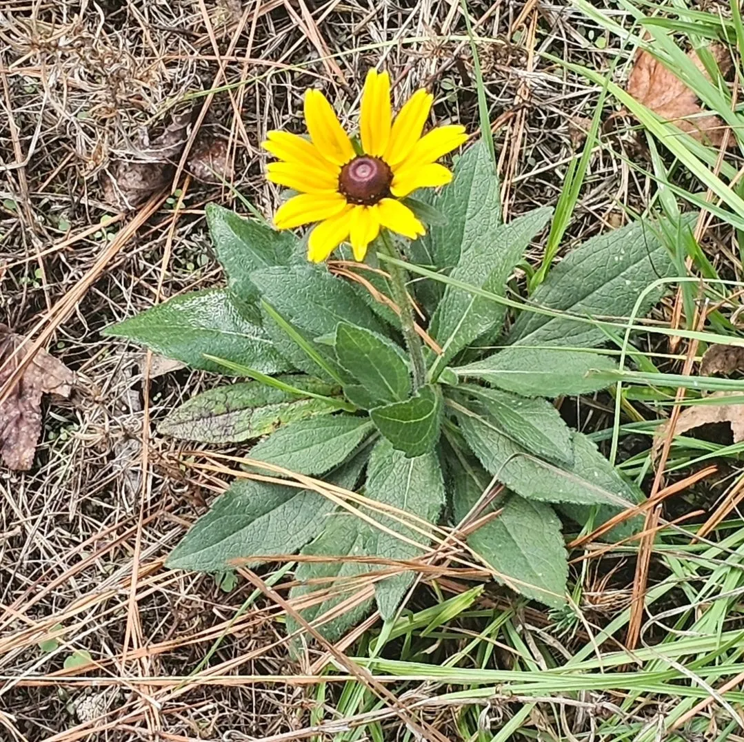 The Little Flower That Could 🌼