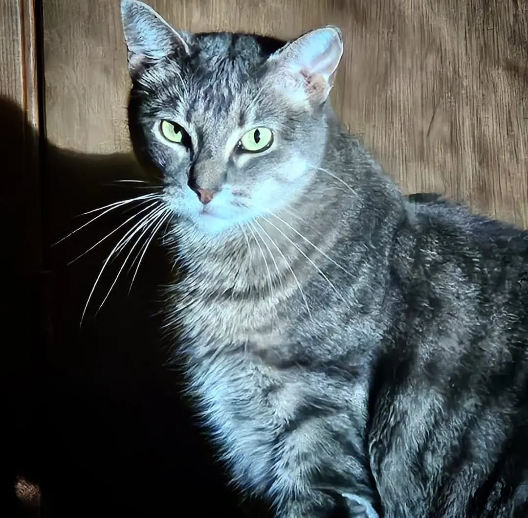 Caturday: Endora's Tale