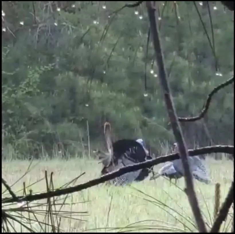 Arkansas Spring Turkey Season