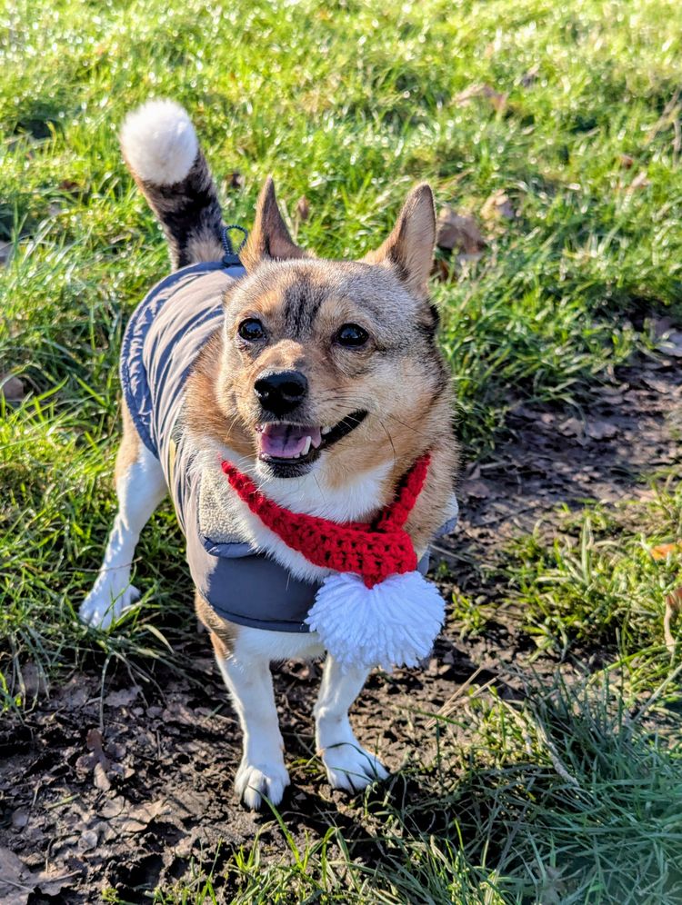 Garam, our head of Barketing (a Jindo-Chihuaha dog) wearing a festive scarf in the park.