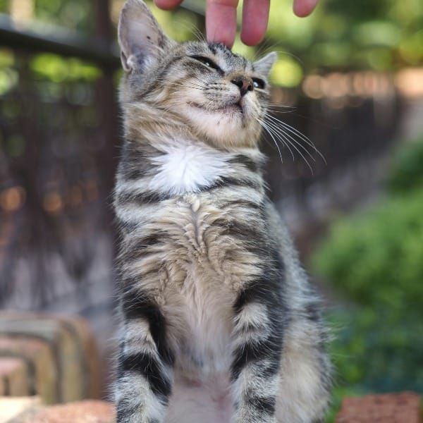 The Why Behind the Work: Reflecting on a Summer of Sharing My Research