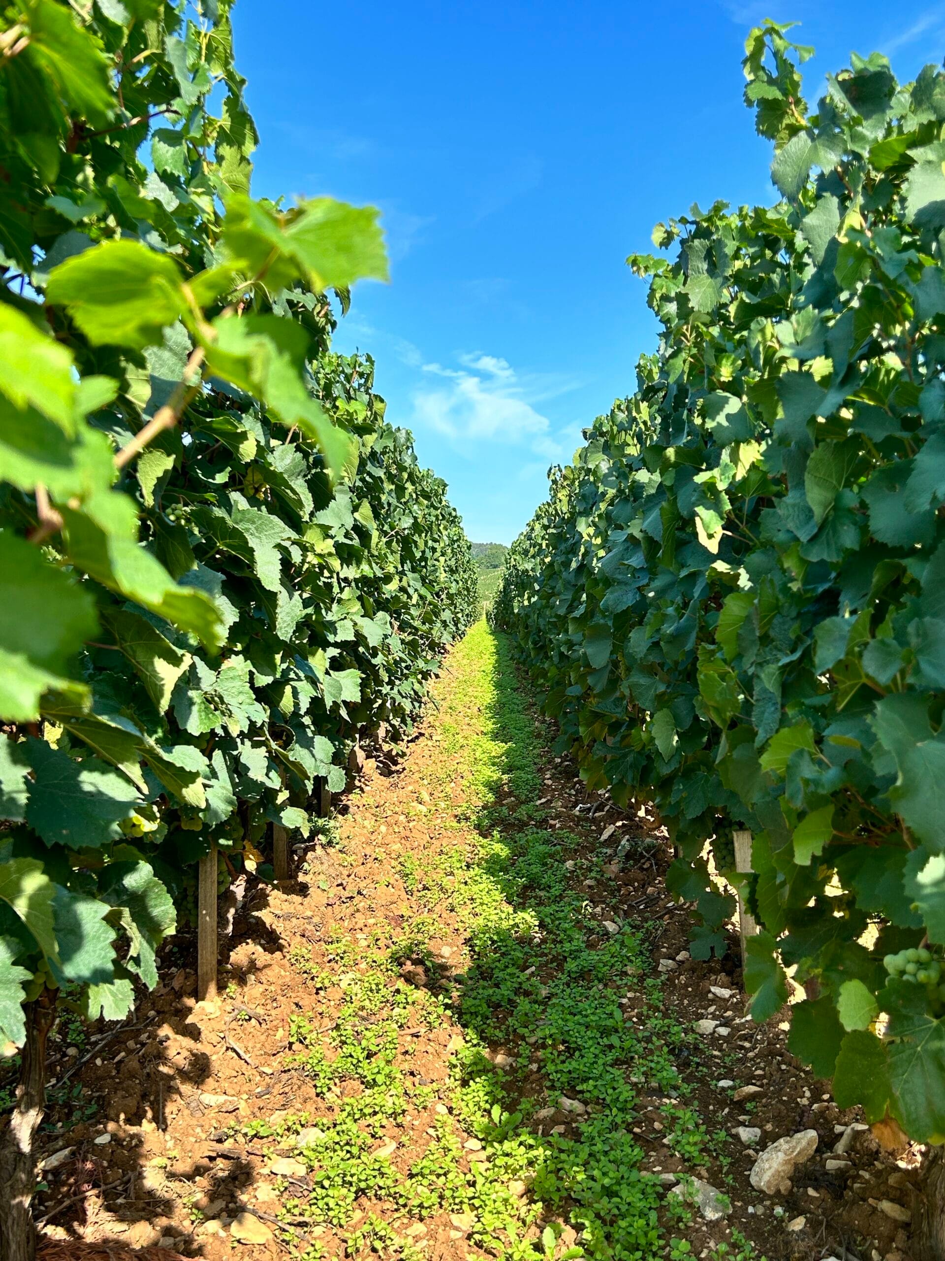 【ピエール・ジラルダンのブルゴーニュの畑】