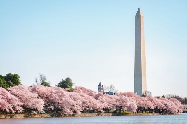 sakura2--1
