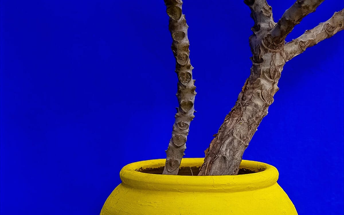 Close-up of a textured tree branch planted in a bright yellow ceramic pot against a deep blue wall at Jardin Majorelle