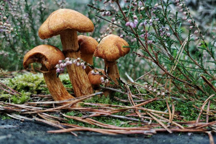 The Humongous Fungus
