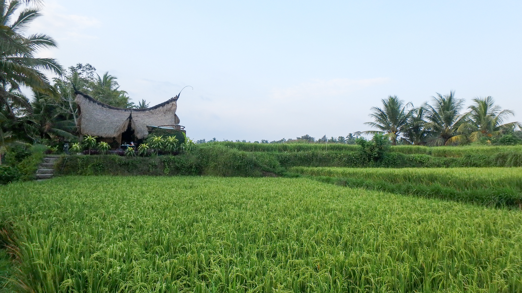 bamboo hut in a rice paddy