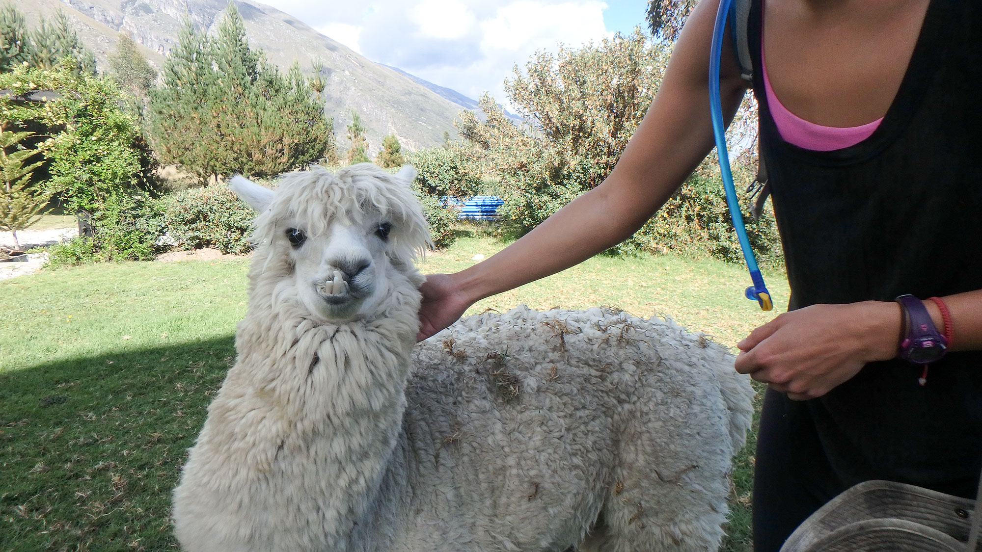 llama