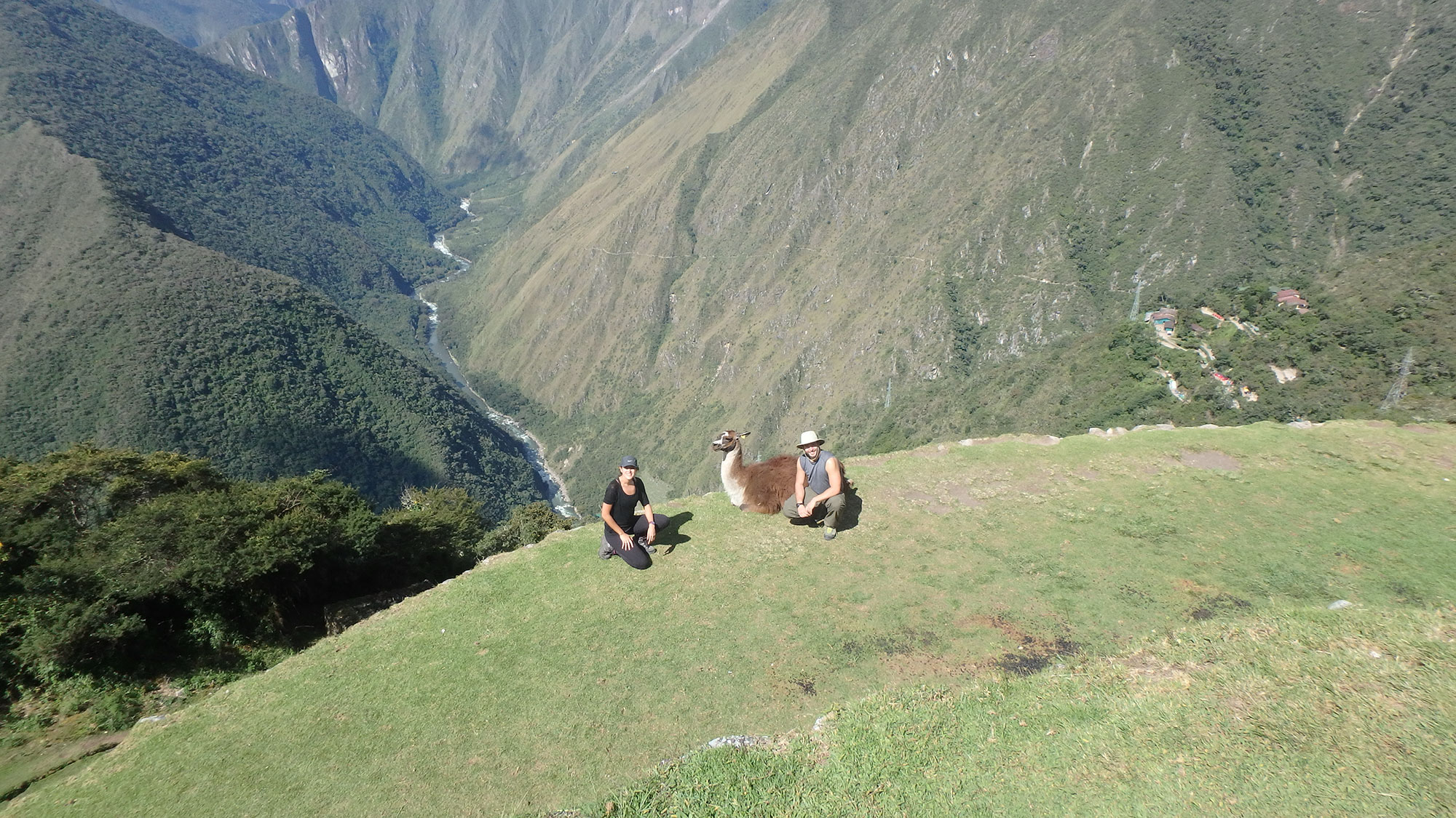 Dan Meghan Llama