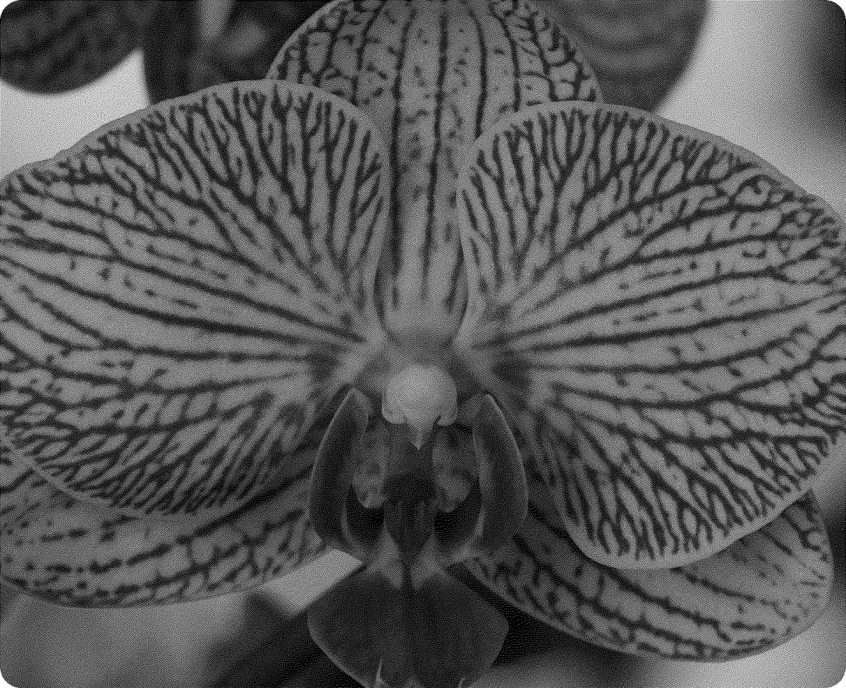 Phalaenopsis