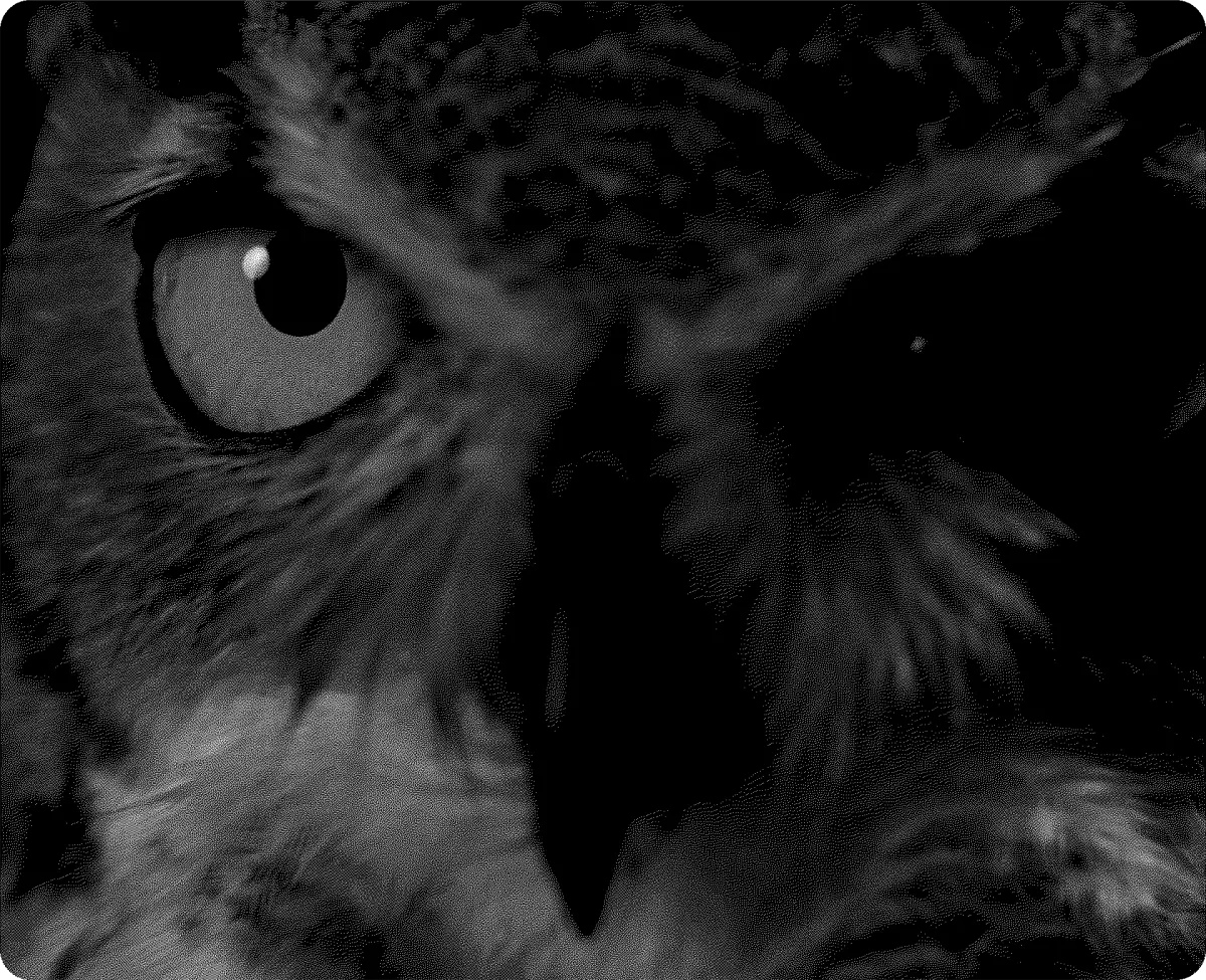 The Owl Flies at Midnight