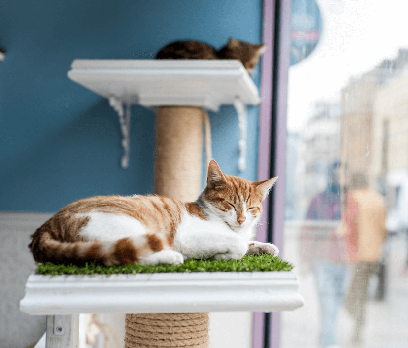 London Cat Cafes: 5 Great Cafes With Cats You Can Cuddle