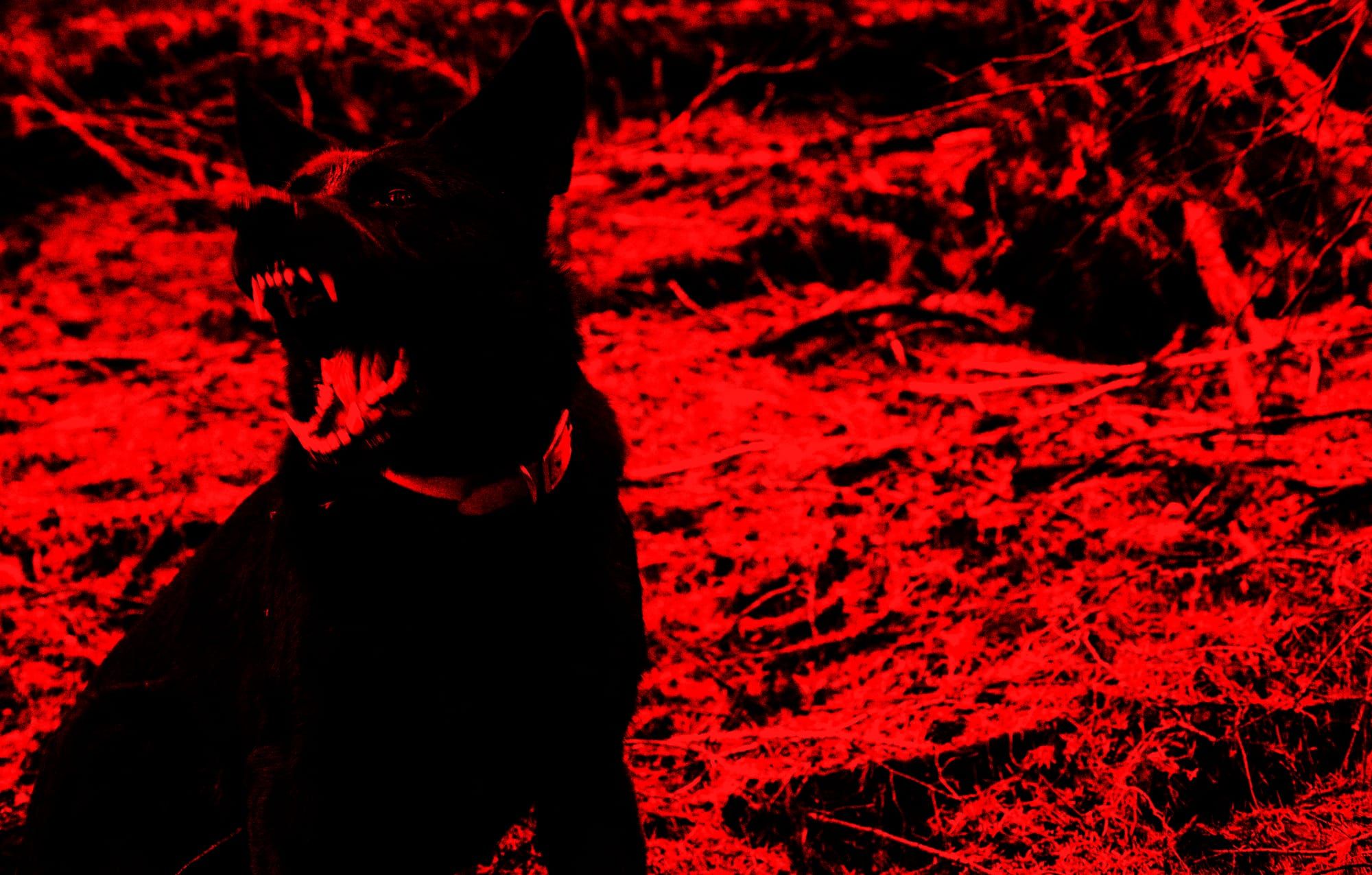 Night Howl
