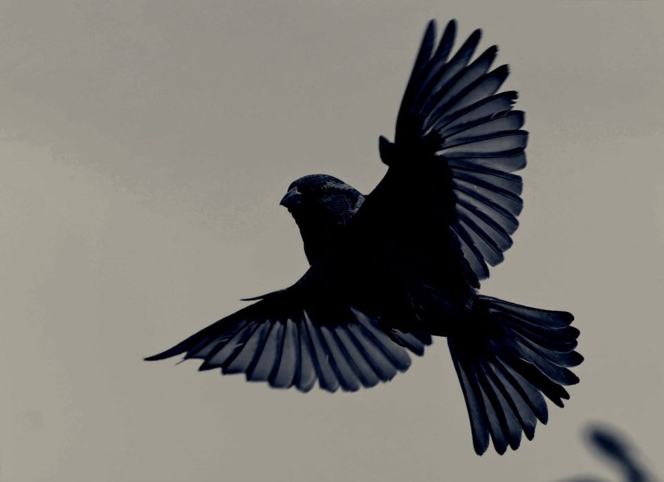 Hypothetical Bird Deaths