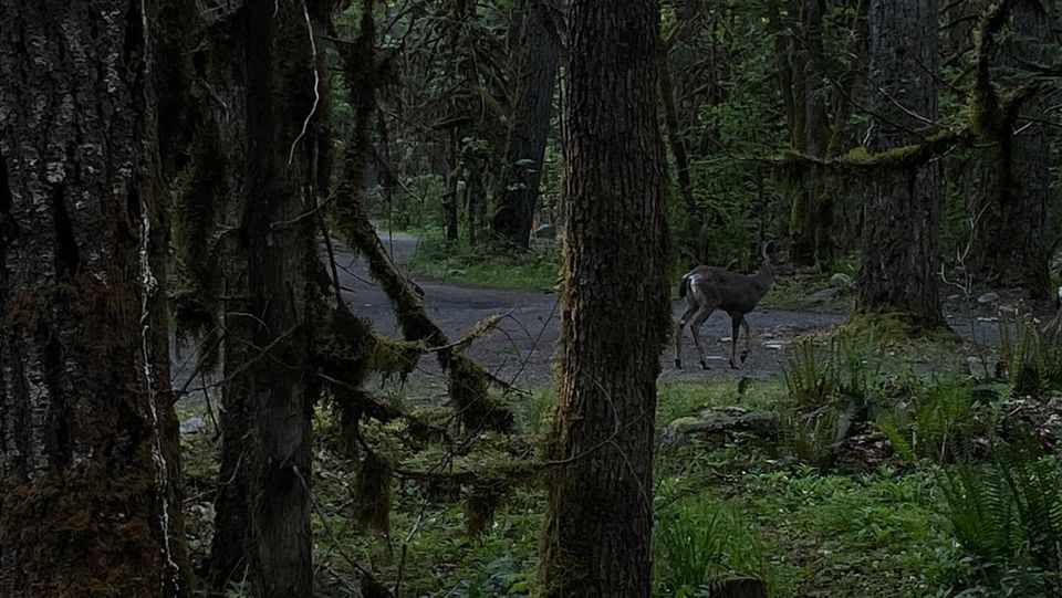 My Anti-Fragility (or Fragility)