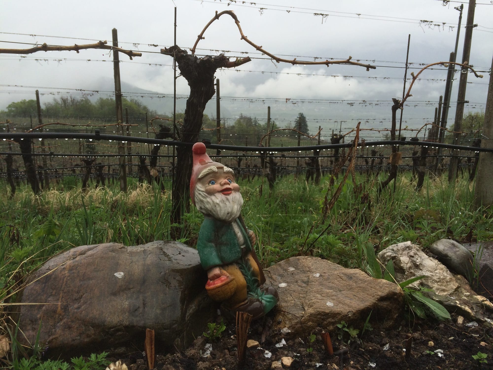 Wine in Germany & Austria