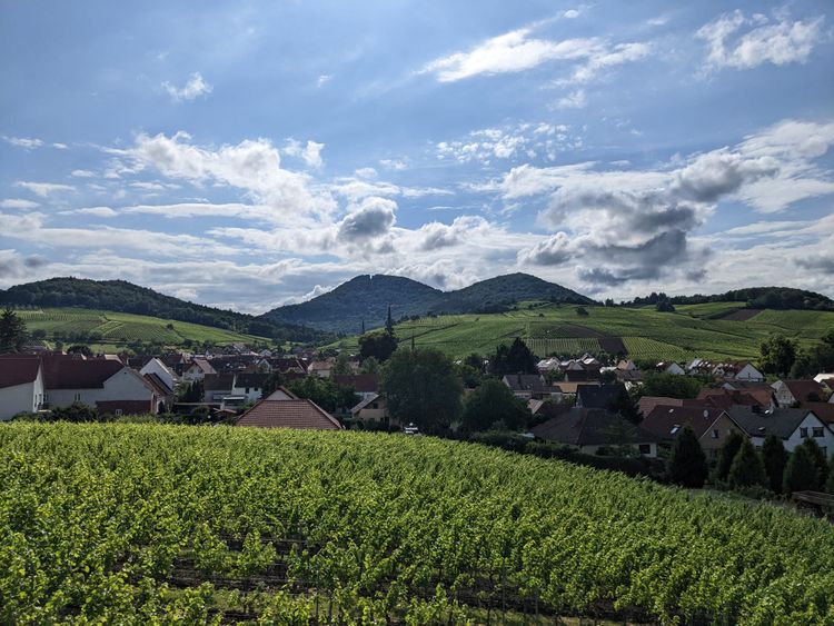 Pfalz: Pfalz is for the Feinschmecker