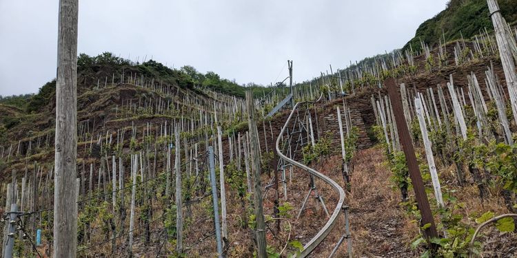 An Introduction to Wine in Germany