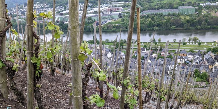 Very old, sometimes ungrafted, Riesling vines clinging to steep slopes of slate in Graacher Domprobst. Across the river, the wine factories of the Mosel. 