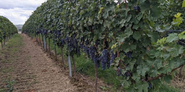 Soon-to-be-harvested red wine grapes near Mommenheim in Rheinhessen, Germany. 