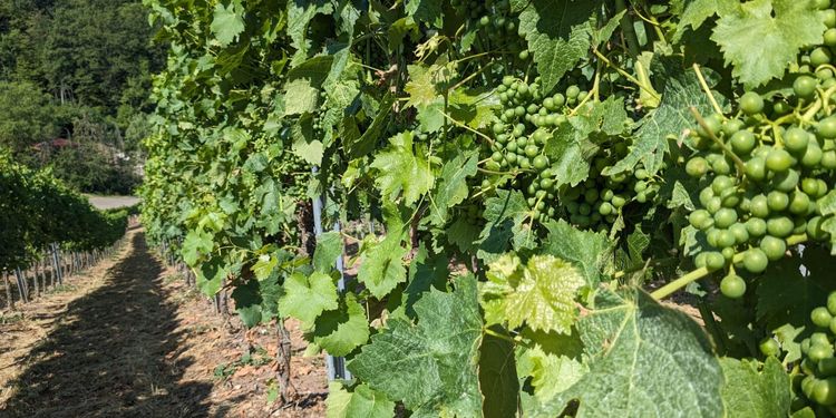 I'm no ampelographer, but in Württemberg, either Riesling or Kerner is a likely suspect.