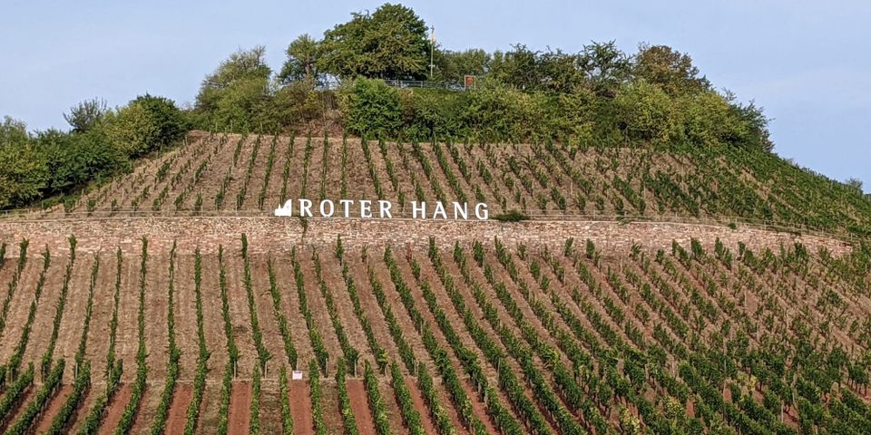 The tennis court-colored red soil of Rheinhessen's Roter Hang. 