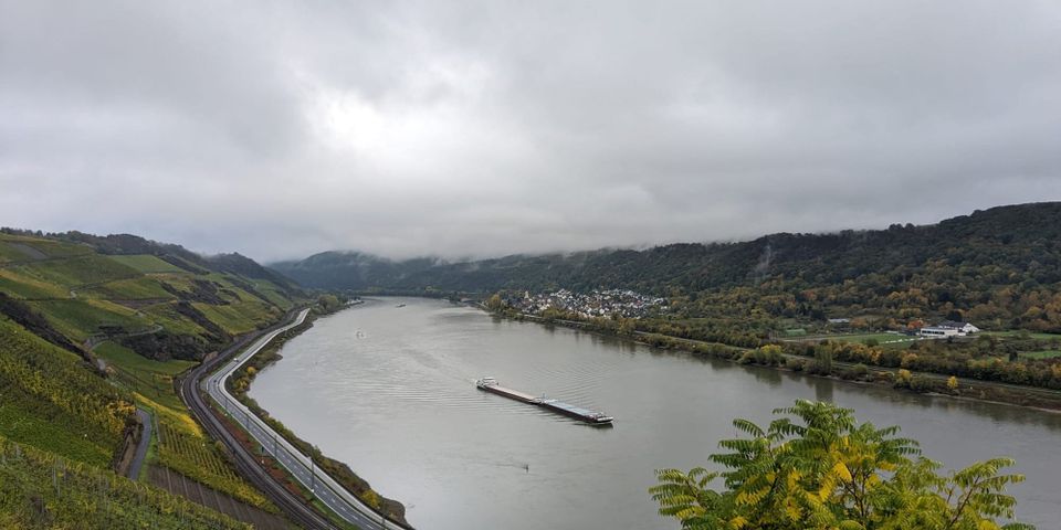Steep slopes of Riesling facing the Rhine. This is Wine in Germany.  