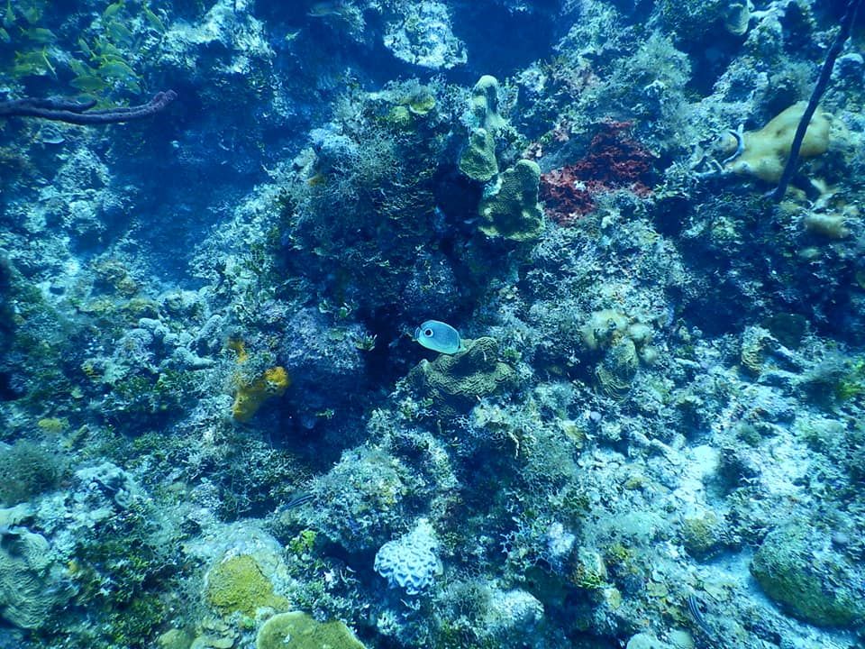 Under the sea