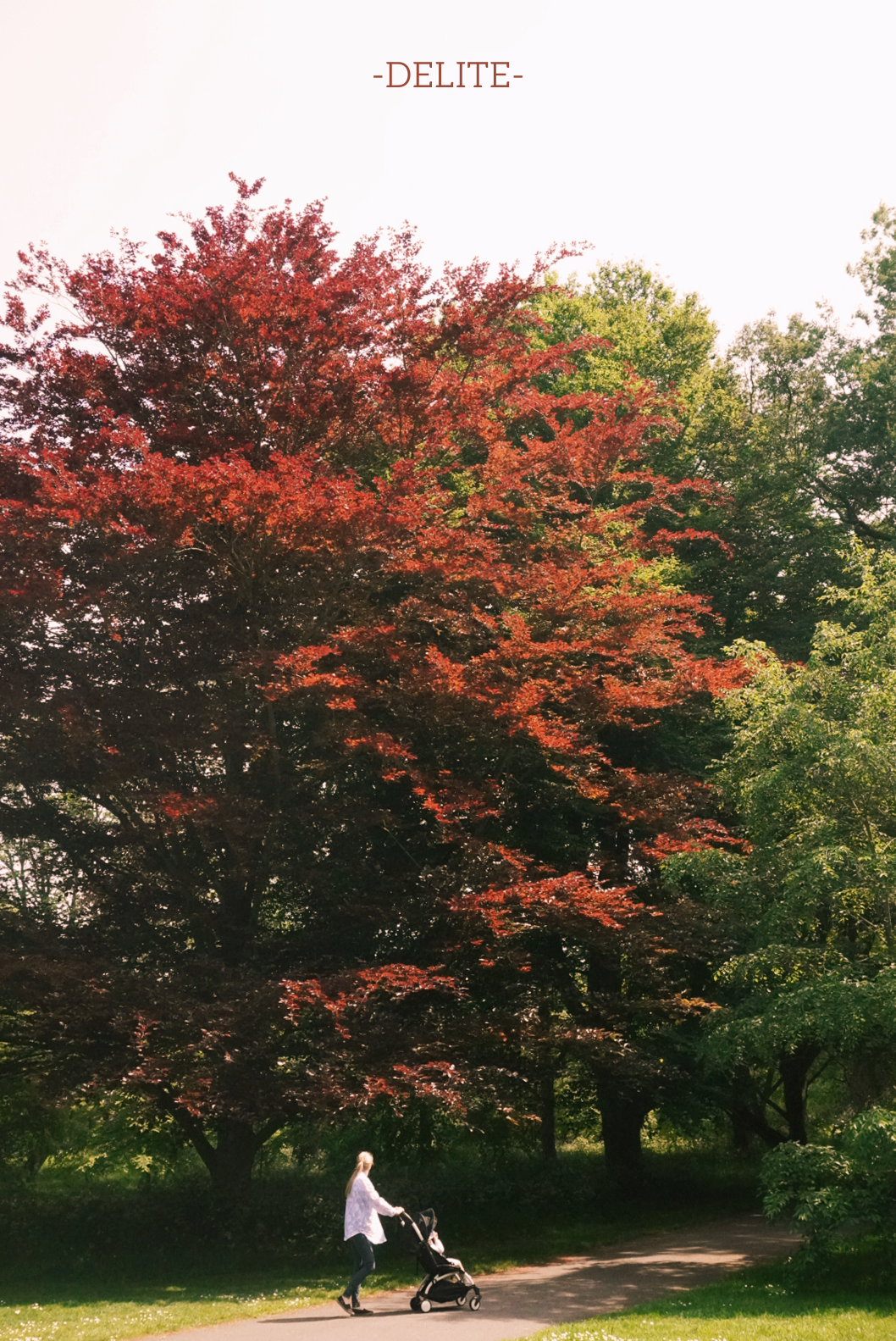 ————Maple Red————