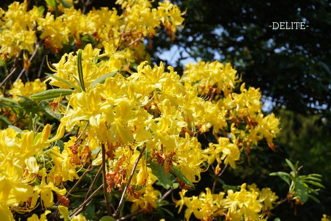 ————Bright Yellow————