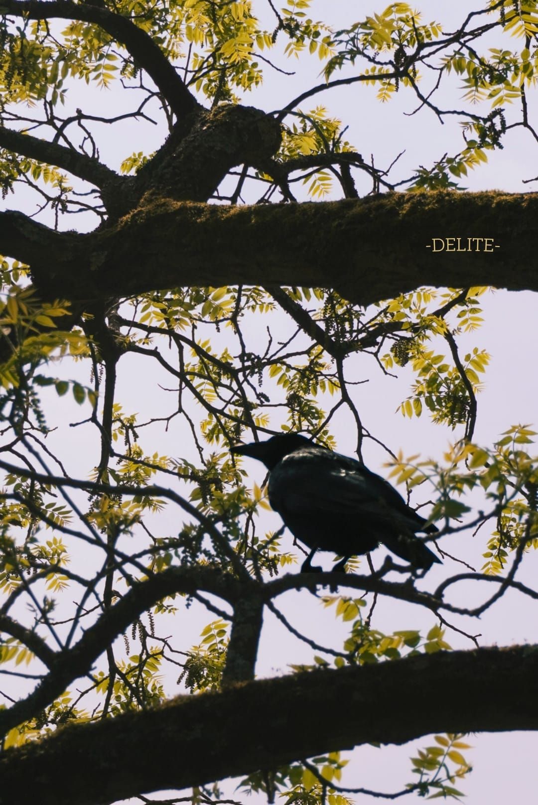 ————Citron————