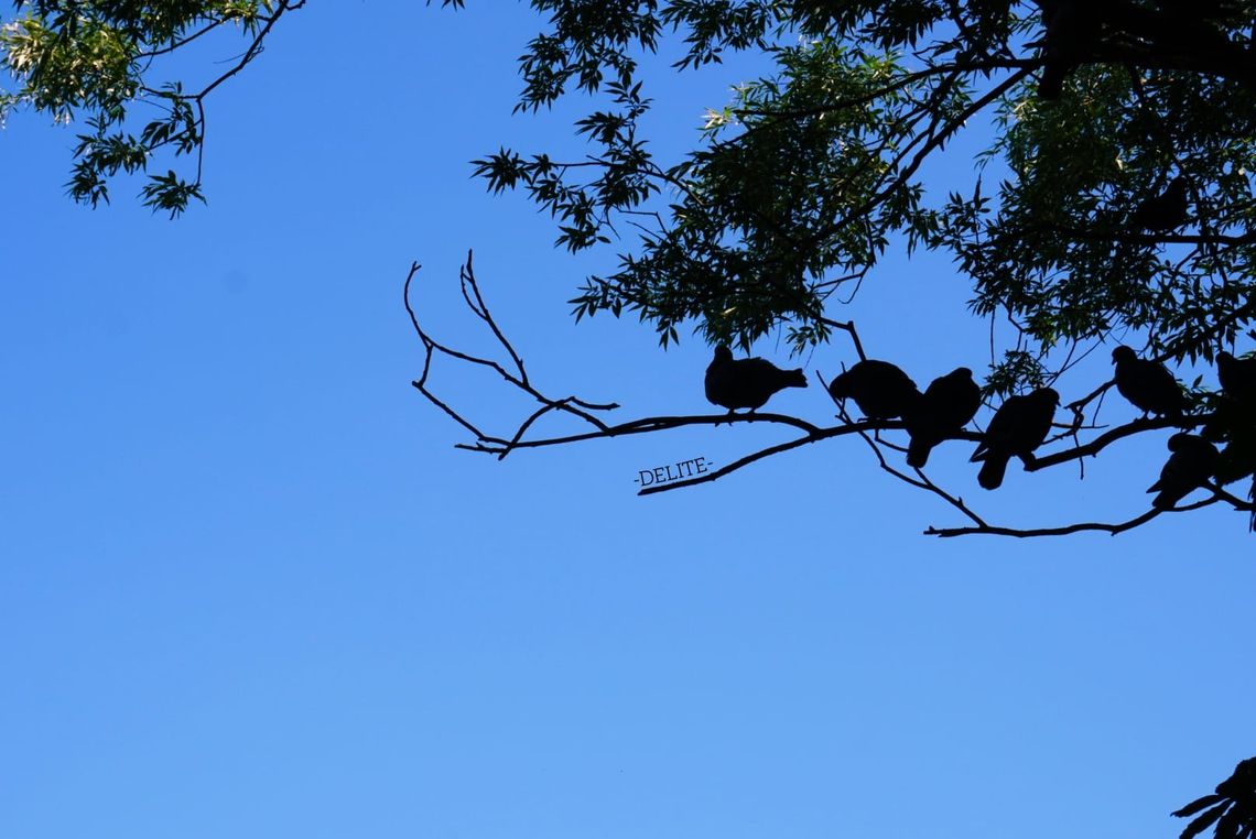 ————Shadowing————