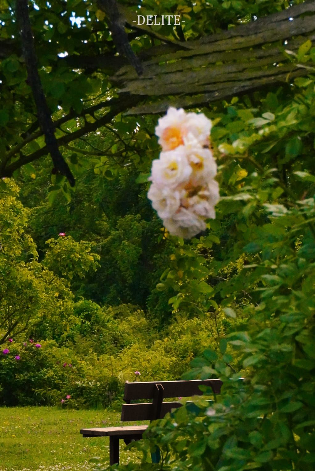 ————Linger On————