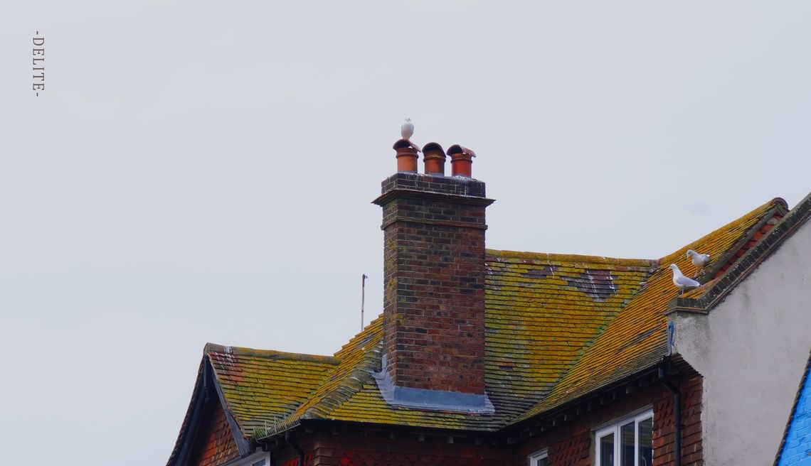 ————Sea Breeze————