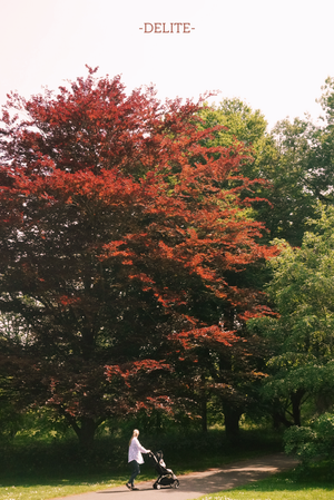 ————Maple Red————