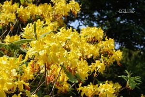 ————Bright Yellow————