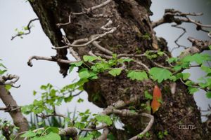 ————Frosty Spring————