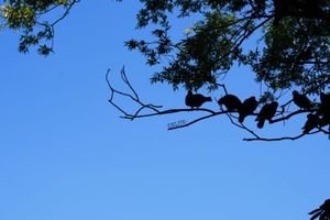 ————Shadowing————