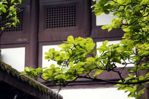 ————Moss Green————