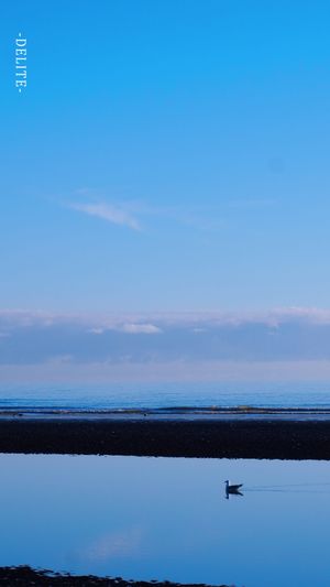 ————水鳥————