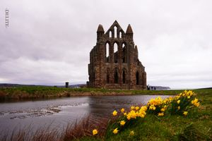 ————Bloom Beyond the War————