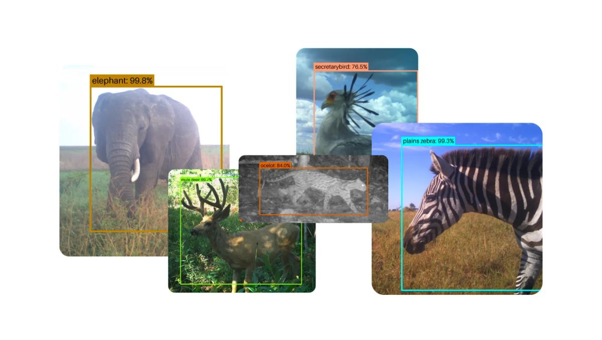 Google SpeciesNet: Open-Source AI Transforming Wildlife Conservation